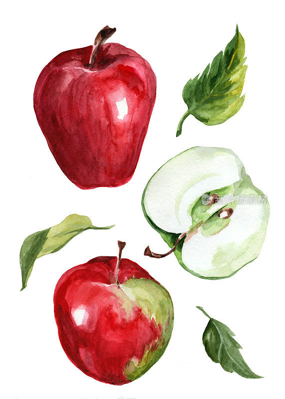 watercolor drawing of red and green apples